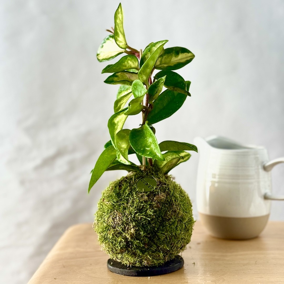 Kokedama NUVOLA + PIKA arroseur avec Hoya carnosa Tricolor » Clo’eT Design