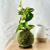 Kokedama CLOUD + PIKA irrigator with Hoya carnosa Tricolor » Clo’eT Design