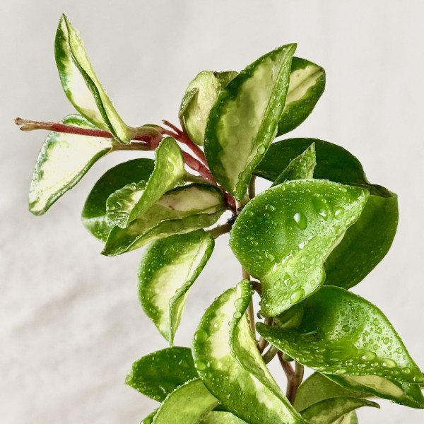 Kokedama CLOUD + PIKA irrigator with Hoya carnosa Tricolor » Clo’eT Design