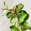 Kokedama NUVOLA + PIKA Bewässerungssystem mit Hoya carnosa Tricolor » Clo’eT Design