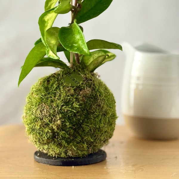 Kokedama NUVOLA + PIKA Bewässerungssystem mit Hoya carnosa Tricolor » Clo’eT Design