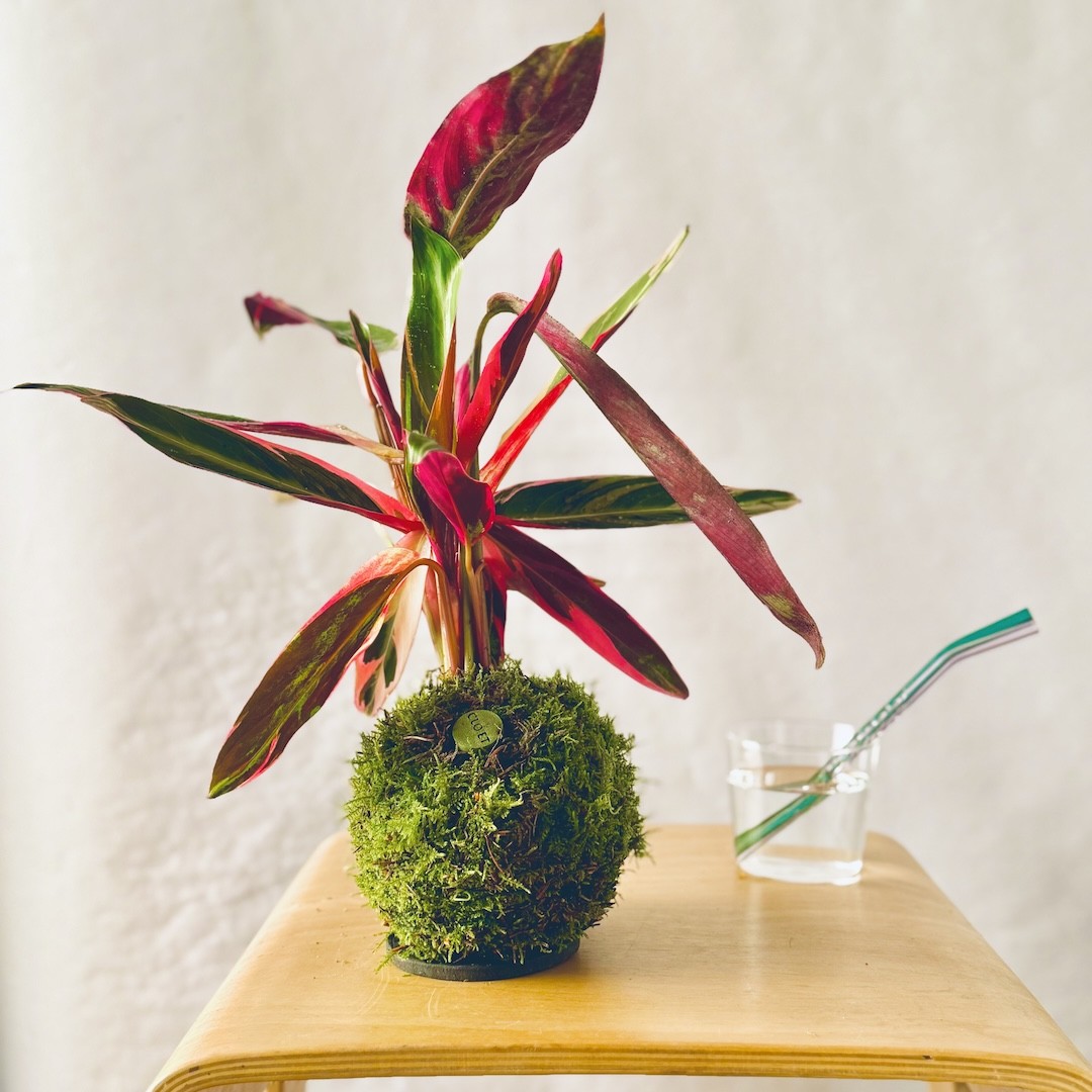 Kokedama FLAMINGO + PIKA with Stromanthe triostar » Clo’eT Design