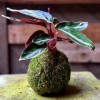 Kokedama FLAMINGO + PIKA mit Stromanthe triostar » Clo’eT Design