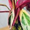 Kokedama FLAMINGO + PIKA with Stromanthe triostar » Clo’eT Design