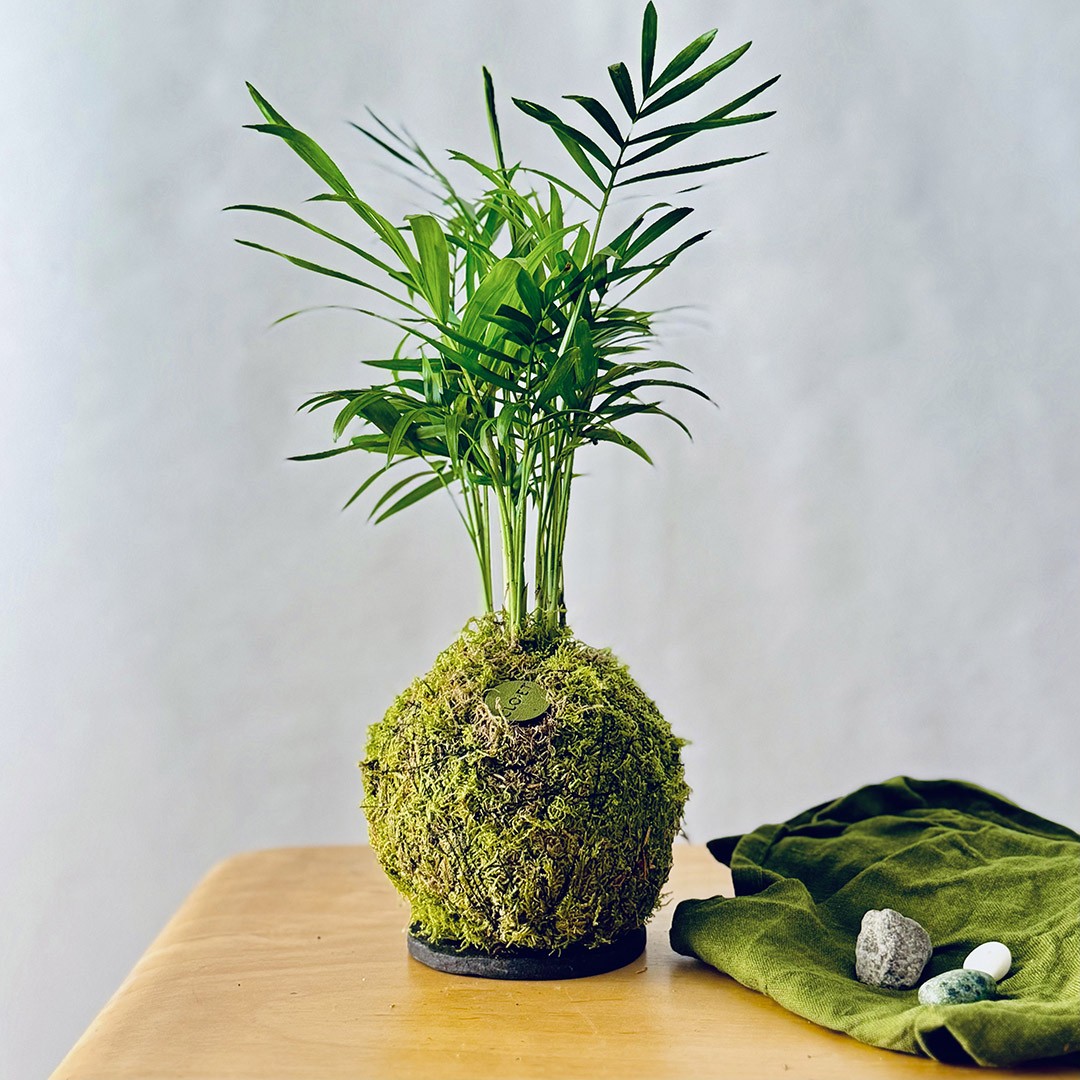 Kokedama PALMINA + PIKA irrigator with Chamaedorea elegans » Clo’eT Design