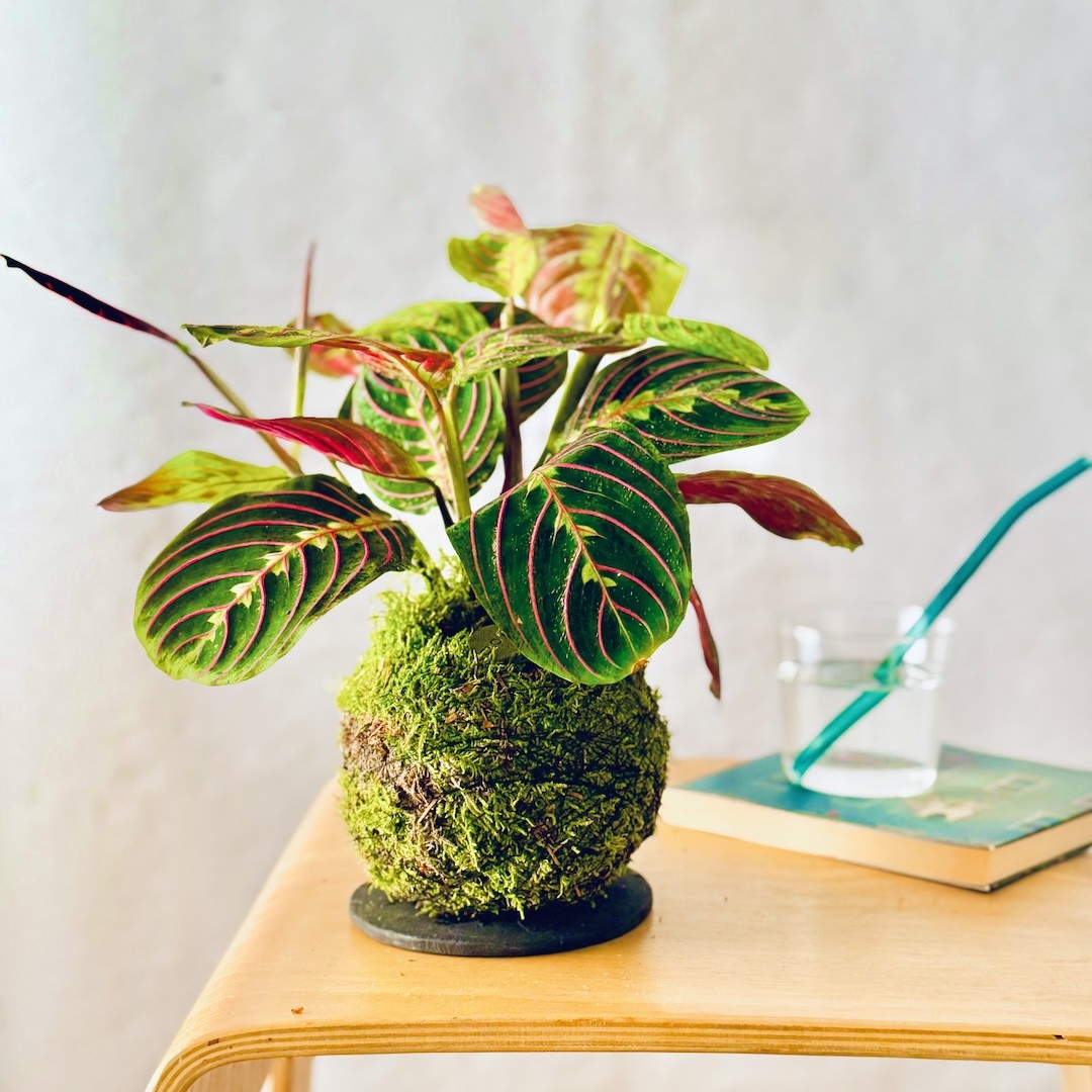 Kokedama INCANTO + PIKA Bewässerer mit Maranta Fascinator » Clo’eT Design