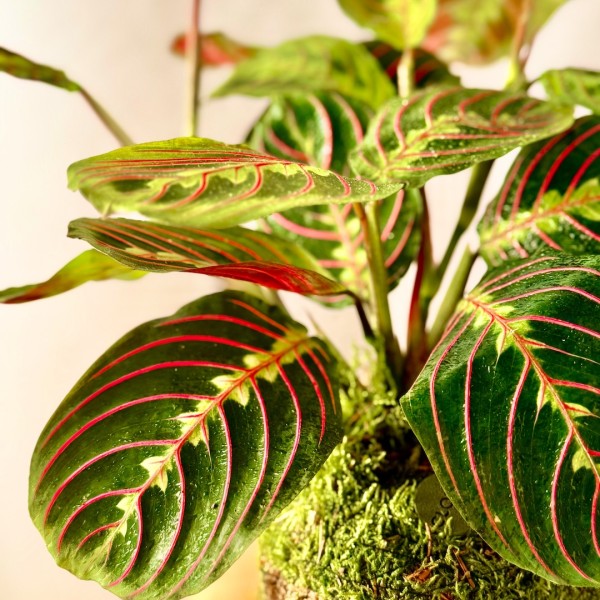 Kokedama INCANTO + PIKA Bewässerer mit Maranta Fascinator » Clo’eT Design