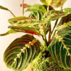 Kokedama INCANTO + PIKA Bewässerer mit Maranta Fascinator » Clo’eT Design