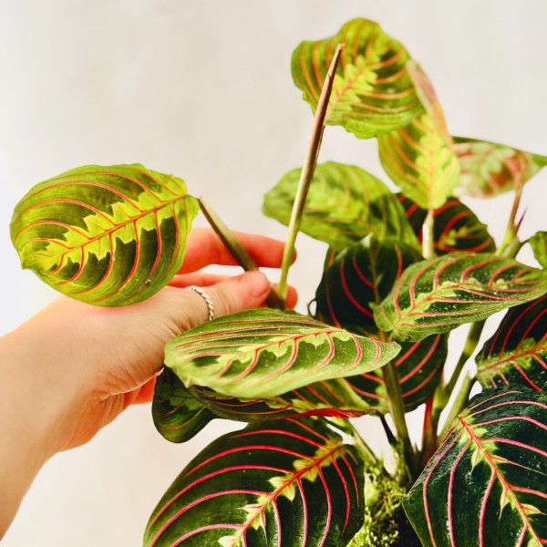 Kokedama INCANTO + PIKA Bewässerer mit Maranta Fascinator » Clo’eT Design