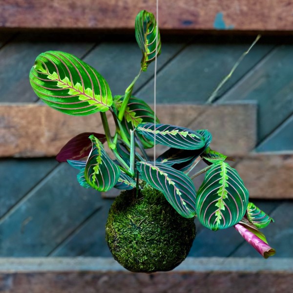Kokedama ENCHANTMENT + PIKA irrigator with Maranta Fascinator » Clo’eT Design