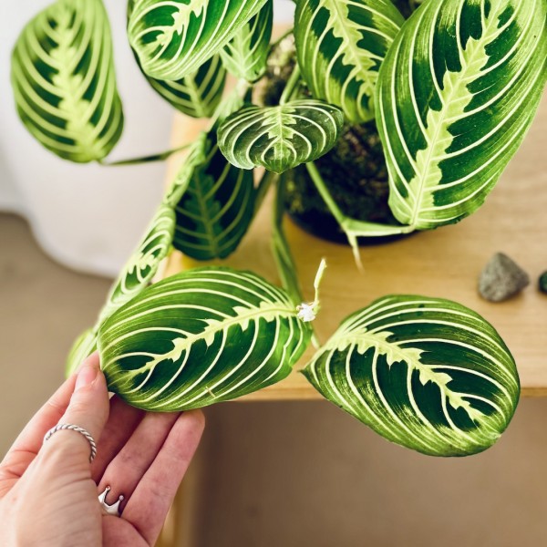 Kokedama INCANTO LEMON + PIKA with Maranta Lemon Lime » Clo’eT Design