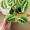 Kokedama INCANTO LEMON + PIKA with Maranta Lemon Lime » Clo’eT Design