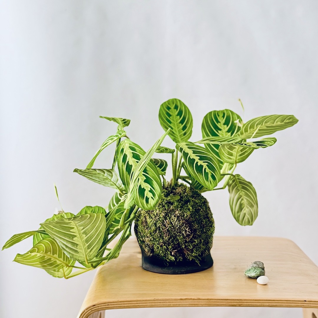 Kokedama INCANTO LEMON + PIKA avec Maranta Lemon Lime » Clo’eT Design