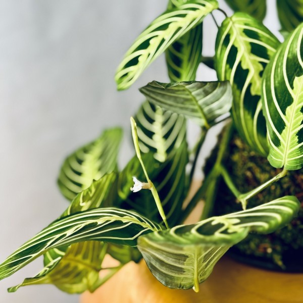 Kokedama INCANTO LEMON + PIKA with Maranta Lemon Lime » Clo’eT Design