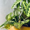Kokedama INCANTO LEMON + PIKA with Maranta Lemon Lime » Clo’eT Design