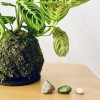 Kokedama INCANTO LEMON + PIKA with Maranta Lemon Lime » Clo’eT Design