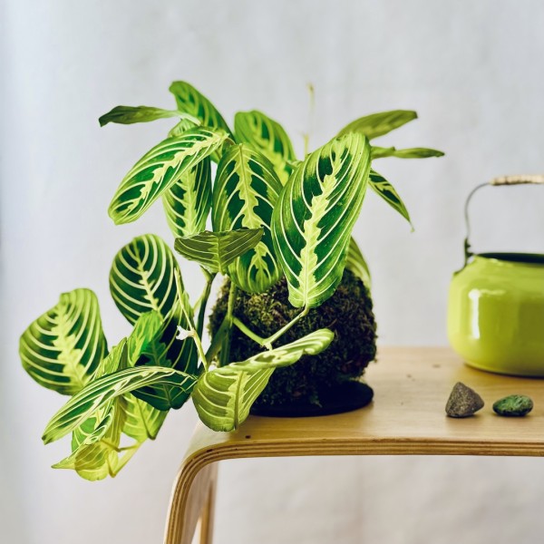Kokedama INCANTO ZITRONE + PIKA mit Maranta Lemon Lime » Clo’eT Design