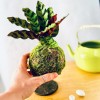 Kokedama CUSTODE + PIKA Bewässerungssystem mit CALATHEA LANCIFOLIA » Clo’eT Design