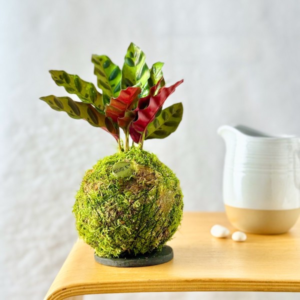 Kokedama CUSTODE + PIKA irrigator with CALATHEA LANCIFOLIA » Clo’eT Design