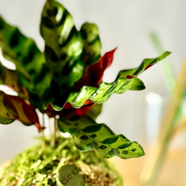 Kokedama CUSTODE + PIKA irrigator with CALATHEA LANCIFOLIA » Clo’eT Design