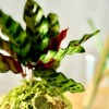 Kokedama CUSTODE + PIKA Bewässerungssystem mit CALATHEA LANCIFOLIA » Clo’eT Design