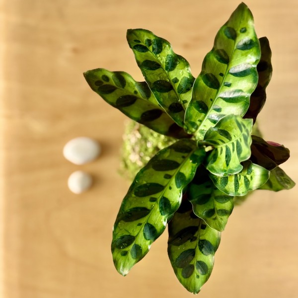 Kokedama CUSTODE + PIKA irrigator with CALATHEA LANCIFOLIA » Clo’eT Design