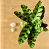 Kokedama CUSTODE + PIKA irrigator with CALATHEA LANCIFOLIA » Clo’eT Design
