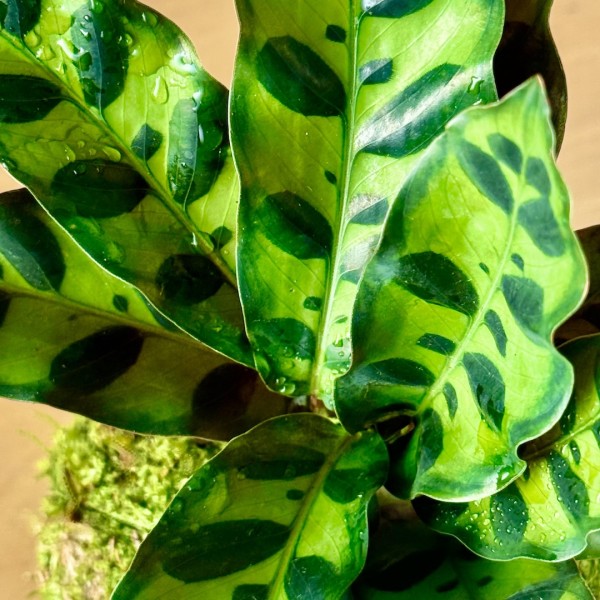 Kokedama CUSTODE + PIKA irrigator with CALATHEA LANCIFOLIA » Clo’eT Design