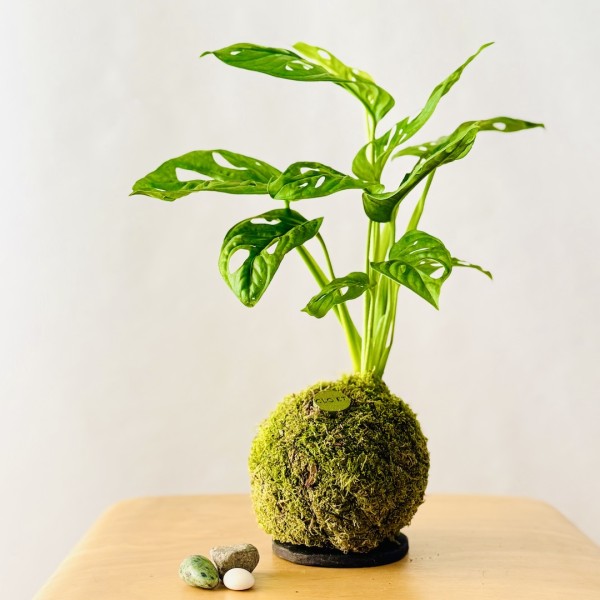 Kokedama FORMAGGINO + PIKA with Monstera ad.Monkey Leaf » Clo’eT Design