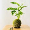 Kokedama FORMAGGINO + PIKA with Monstera ad.Monkey Leaf » Clo’eT Design