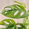 Kokedama FORMAGGINO + PIKA mit Monstera ad.Monkey Blatt » Clo’eT Design
