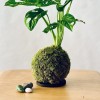Kokedama FORMAGGINO + PIKA mit Monstera ad.Monkey Blatt » Clo’eT Design