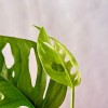 Kokedama FORMAGGINO + PIKA mit Monstera ad.Monkey Blatt » Clo’eT Design