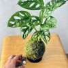 Kokedama FORMAGGINO + PIKA with Monstera ad.Monkey Leaf » Clo’eT Design