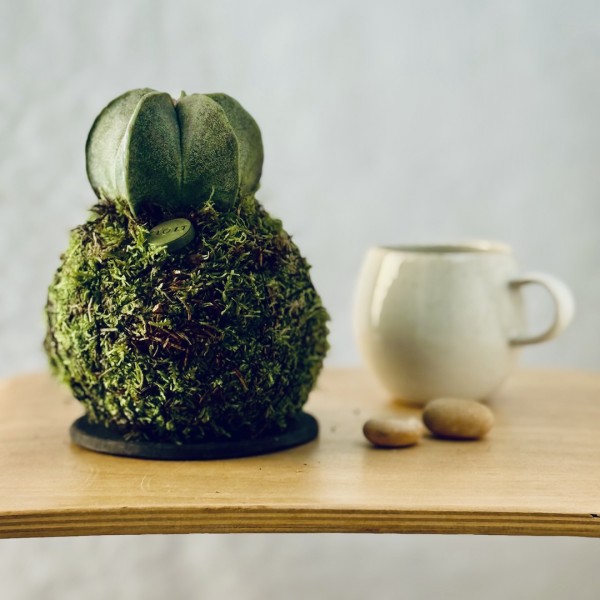 Kokedama ASTRO + PIKA with Astrophytum myriostigma » Clo’eT Design