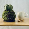 Kokedama ASTRO + PIKA with Astrophytum myriostigma » Clo’eT Design