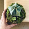 Kokedama ASTRO + PIKA with Astrophytum myriostigma » Clo’eT Design