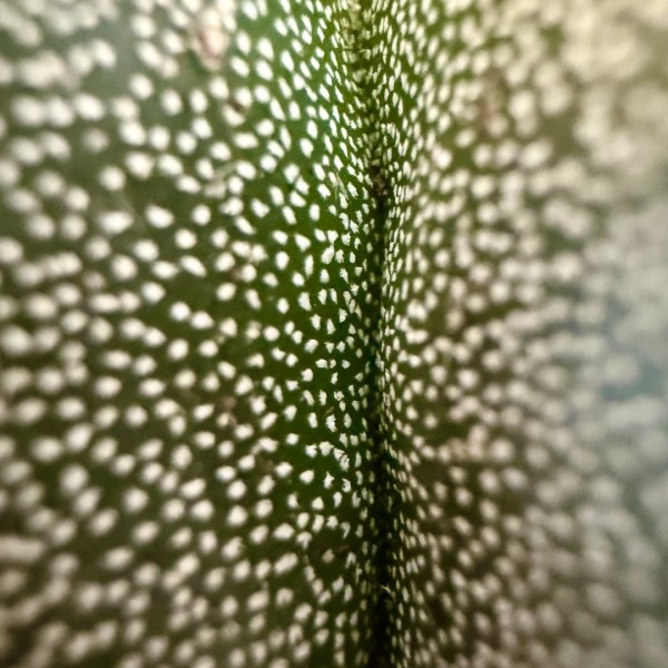 Kokedama ASTRO + PIKA mit Astrophytum myriostigma » Clo’eT Design