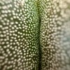 Kokedama ASTRO + PIKA with Astrophytum myriostigma » Clo’eT Design