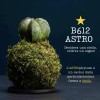 Kokedama ASTRO + PIKA mit Astrophytum myriostigma » Clo’eT Design