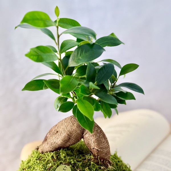 Kokedama GINSENG + PIKA Bewässerer mit FICUS micr. GINSENG » Clo’eT Design