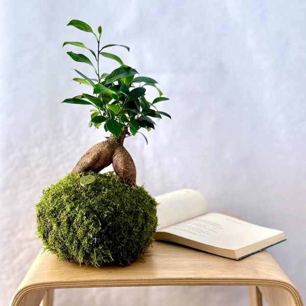 Kokedama GINSENG + PIKA Bewässerer mit FICUS micr. GINSENG » Clo’eT Design