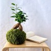 Kokedama GINSENG + PIKA Bewässerer mit FICUS micr. GINSENG » Clo’eT Design