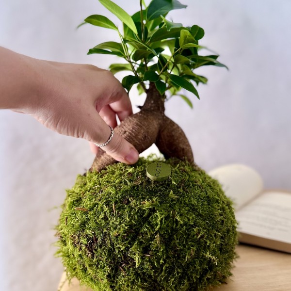 Kokedama GINSENG + PIKA Bewässerer mit FICUS micr. GINSENG » Clo’eT Design