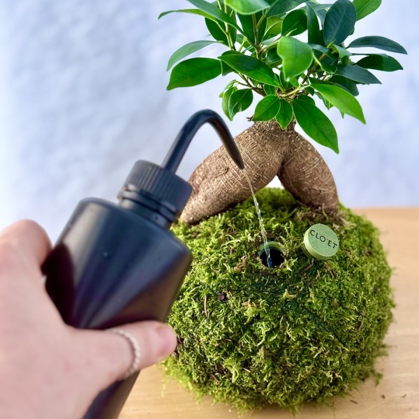 Kokedama GINSENG + PIKA Bewässerer mit FICUS micr. GINSENG » Clo’eT Design