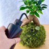 Kokedama GINSENG + PIKA Bewässerer mit FICUS micr. GINSENG » Clo’eT Design