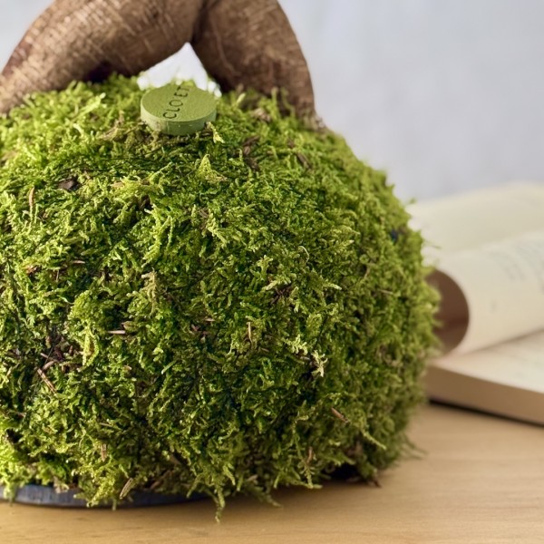 Kokedama GINSENG + PIKA irrigator with FICUS microcarpa GINSENG » Clo’eT Design