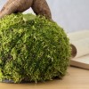 Kokedama GINSENG + PIKA Bewässerer mit FICUS micr. GINSENG » Clo’eT Design
