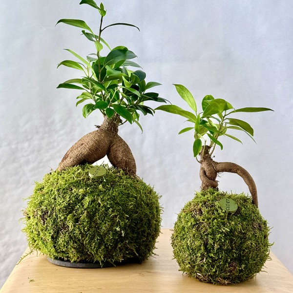 Kokedama GINSENG + PIKA irrigator with FICUS microcarpa GINSENG » Clo’eT Design