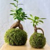 Kokedama GINSENG + PIKA Bewässerer mit FICUS micr. GINSENG » Clo’eT Design